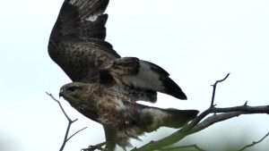 birding safari