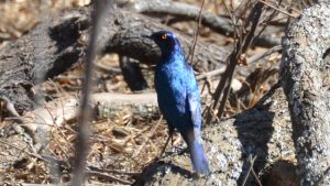 birding safari