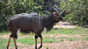 zangarna game lodge