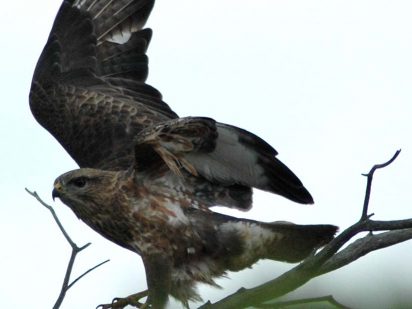 birding safari