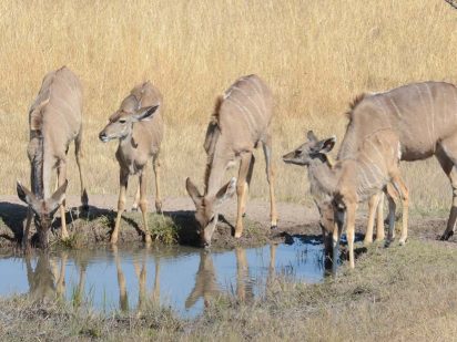 Zangarna Game Lodge