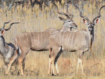 Zangarna Game Lodge