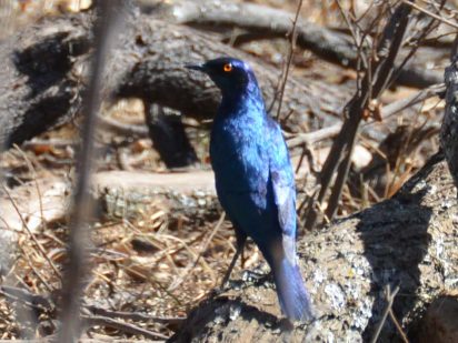 birding safari