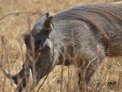 Zangarna Game Lodge