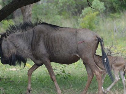 Zangarna Game Lodge