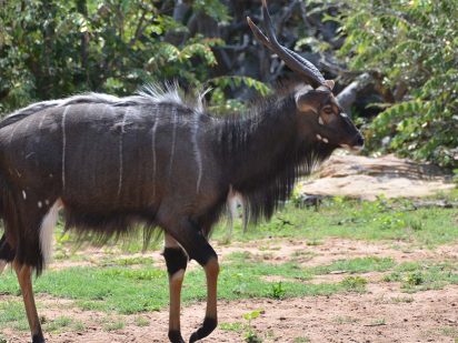 zangarna game lodge