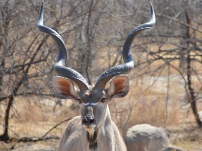 Zangarna Game Lodge