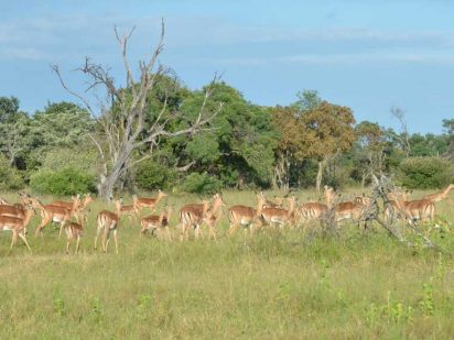 Zangarna Game Lodge