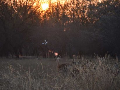 Zangarna Game Lodge