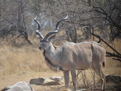 Zangarna Game Lodge