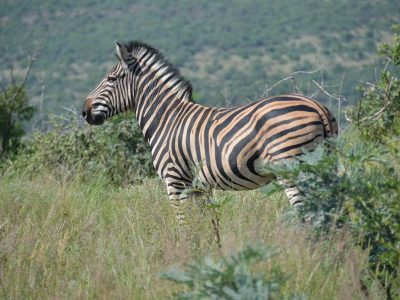 Zangarna Game Lodge - Activities