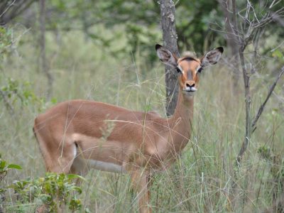 Zangarna Game Lodge - Activities