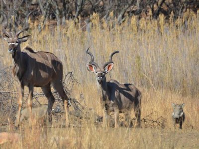 Zangarna Game Lodge - Activities