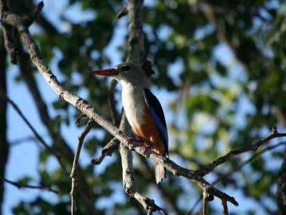 Zangarna Game Lodge - Birding Safari