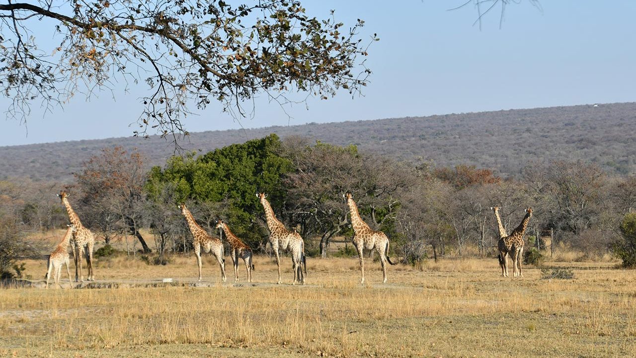 Zangarna Game Lodge - The Central Lodge